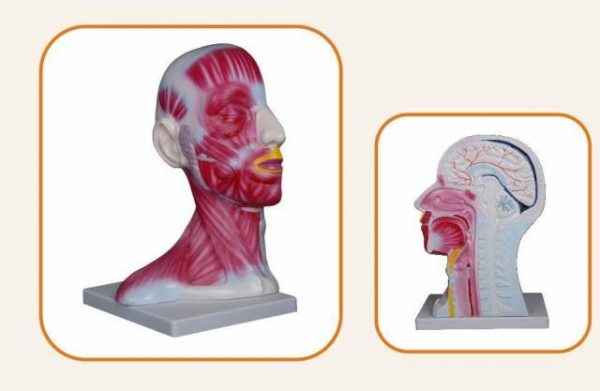 KAFA VE BOYUN KESİTİ  MODELİ