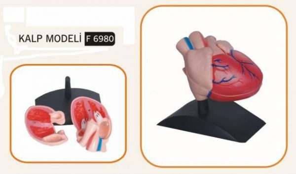 KALP MODELİ KÜÇÜK