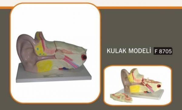 KULAK MODELİ